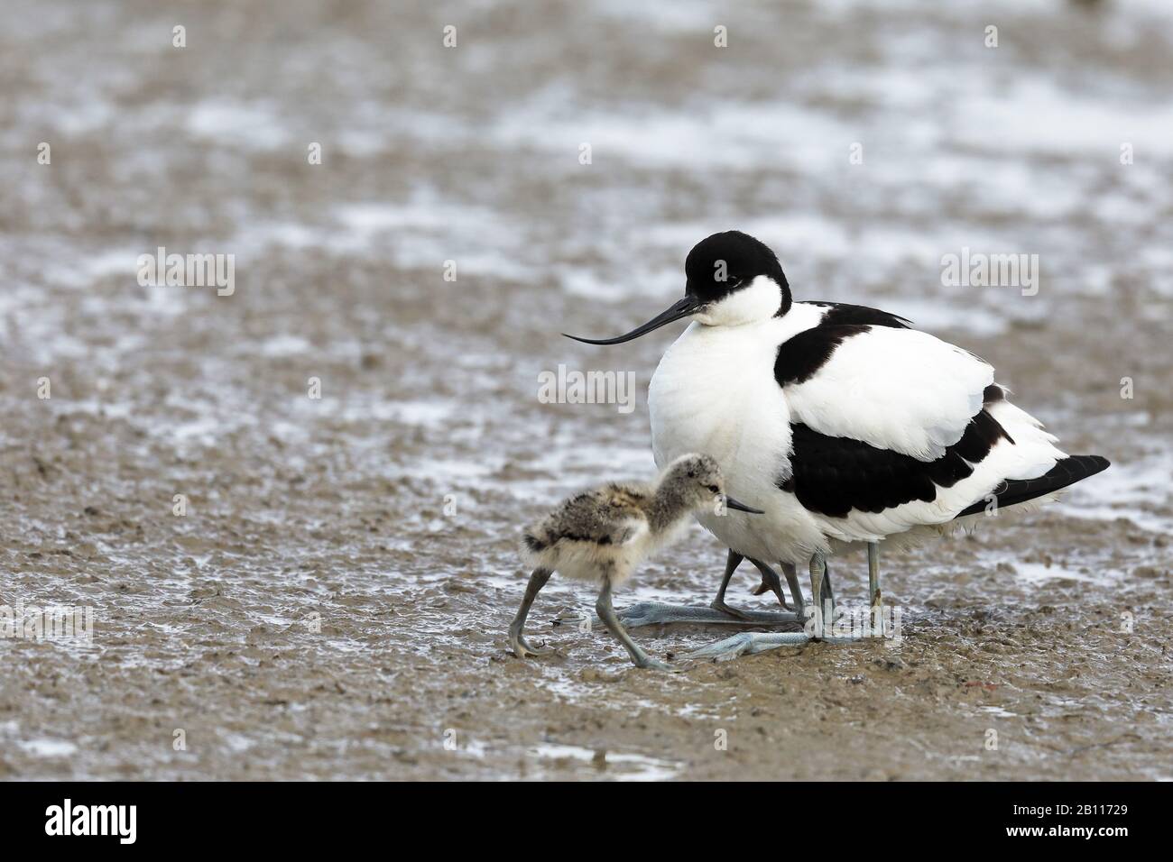 Pied avocet (Recurvirostra avosetta), weiblich mit Küken, Spanien, Balearen, Mallorca Stockfoto