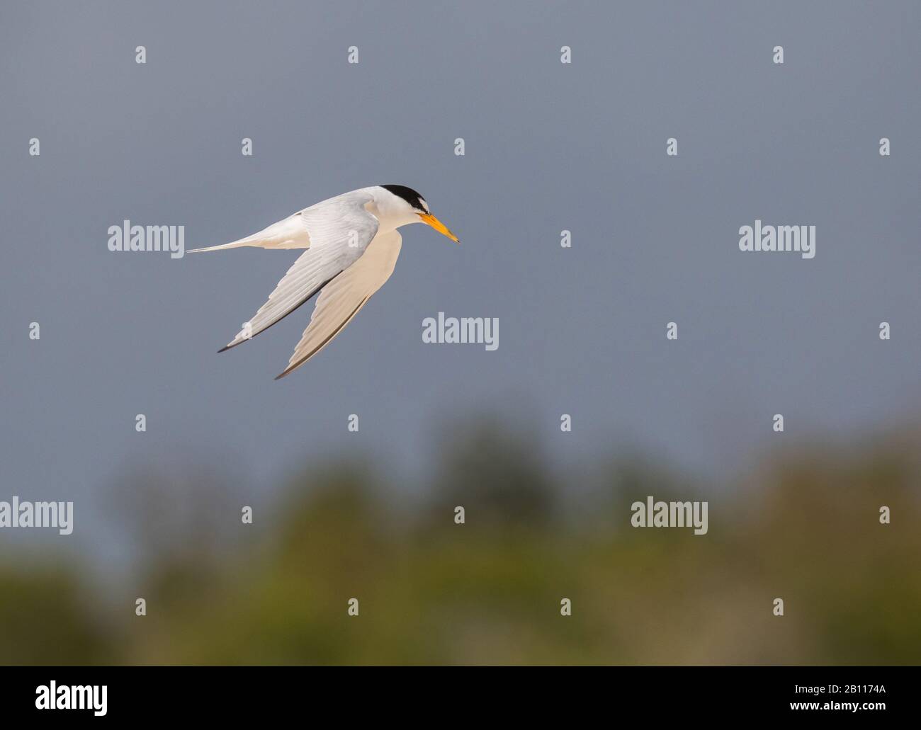 Am wenigsten tern (Sternula antillarum, Sterna antillarum), im Flug, Antigua und Barbuda Stockfoto