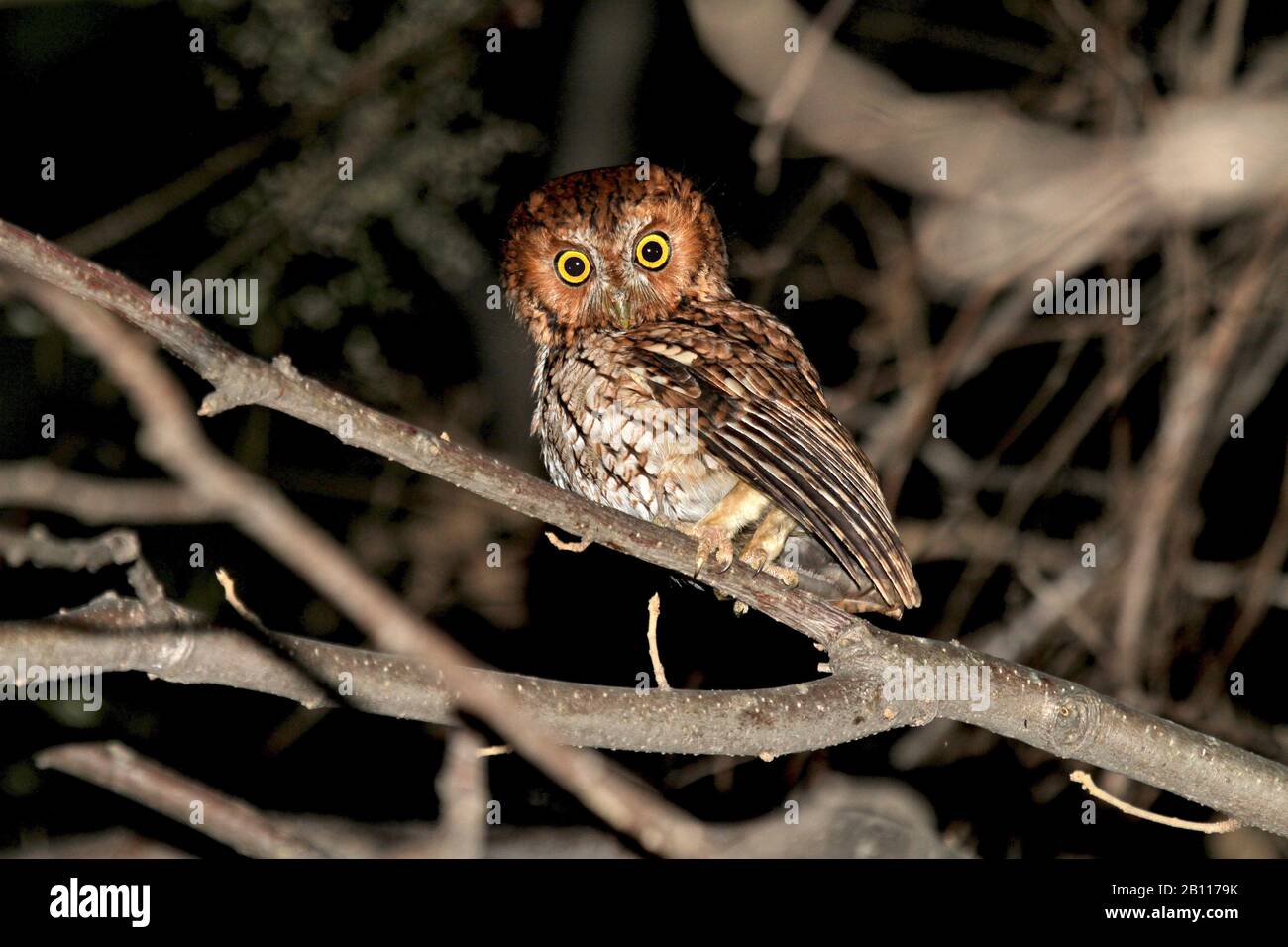 Whiskered Screech-Owl (Megascops trichopsis), sitzt nachts auf einem Ast, Mexiko Stockfoto