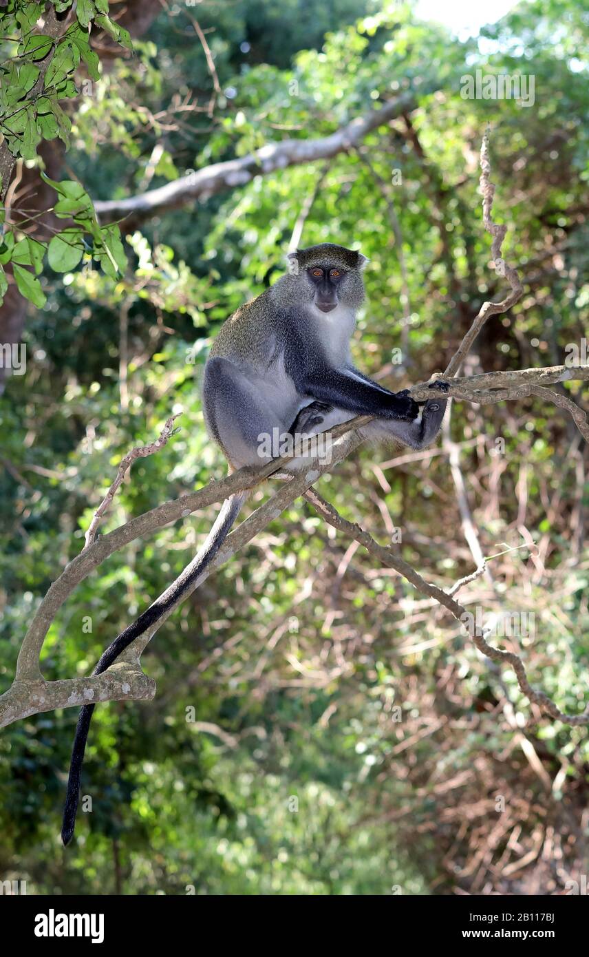 Sykes Affe (Cercopithecus albogularis), sitzend auf einem Zweig an einem Baum, Südafrika, Kwa Zulu-Natal, iSimangaliso National Park Stockfoto