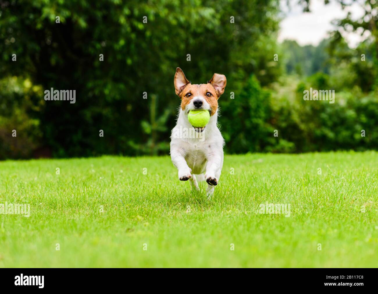 Fröhlicher Hund spielt aktiv am sonnigen Tag FETCH Game im Freien Stockfoto