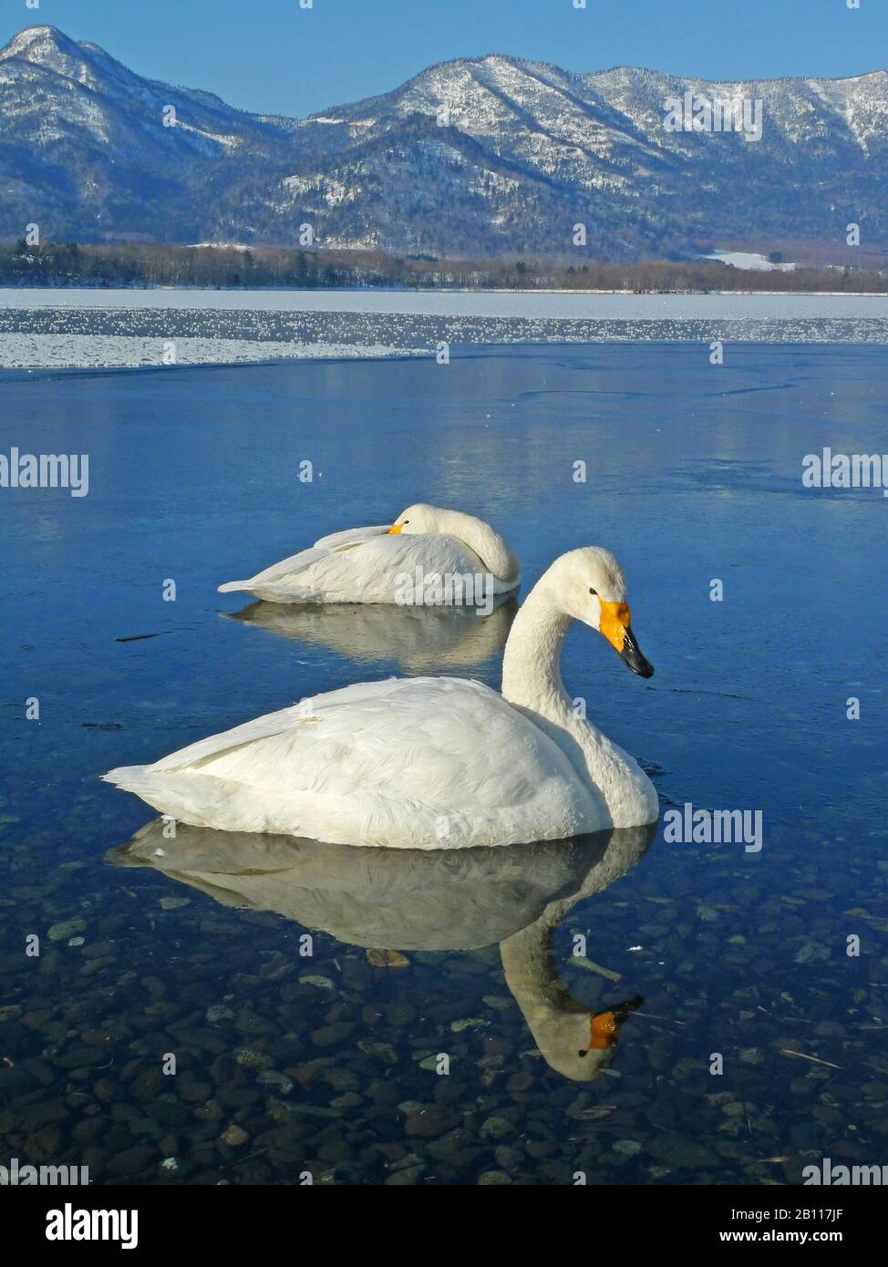 Whooper-Schwan (Cygnus cygnus), zwei Schwäne im Wasser im Winter, Japan, Hokkaido Stockfoto