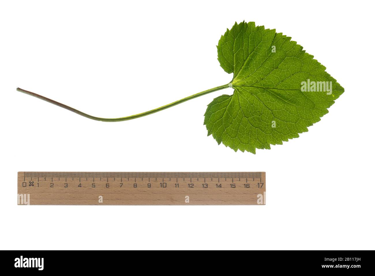 Stachelrampion (Phyteuma spicatum), Blatt, Ausschnitt mit Lineal, Deutschland Stockfoto