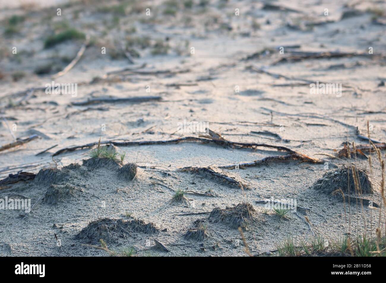 Landschaft mit trockenem, trockenem Sandboden mit seltenen Gras, Pflanzen, globaler Verödung, Klimawandel. Stockfoto