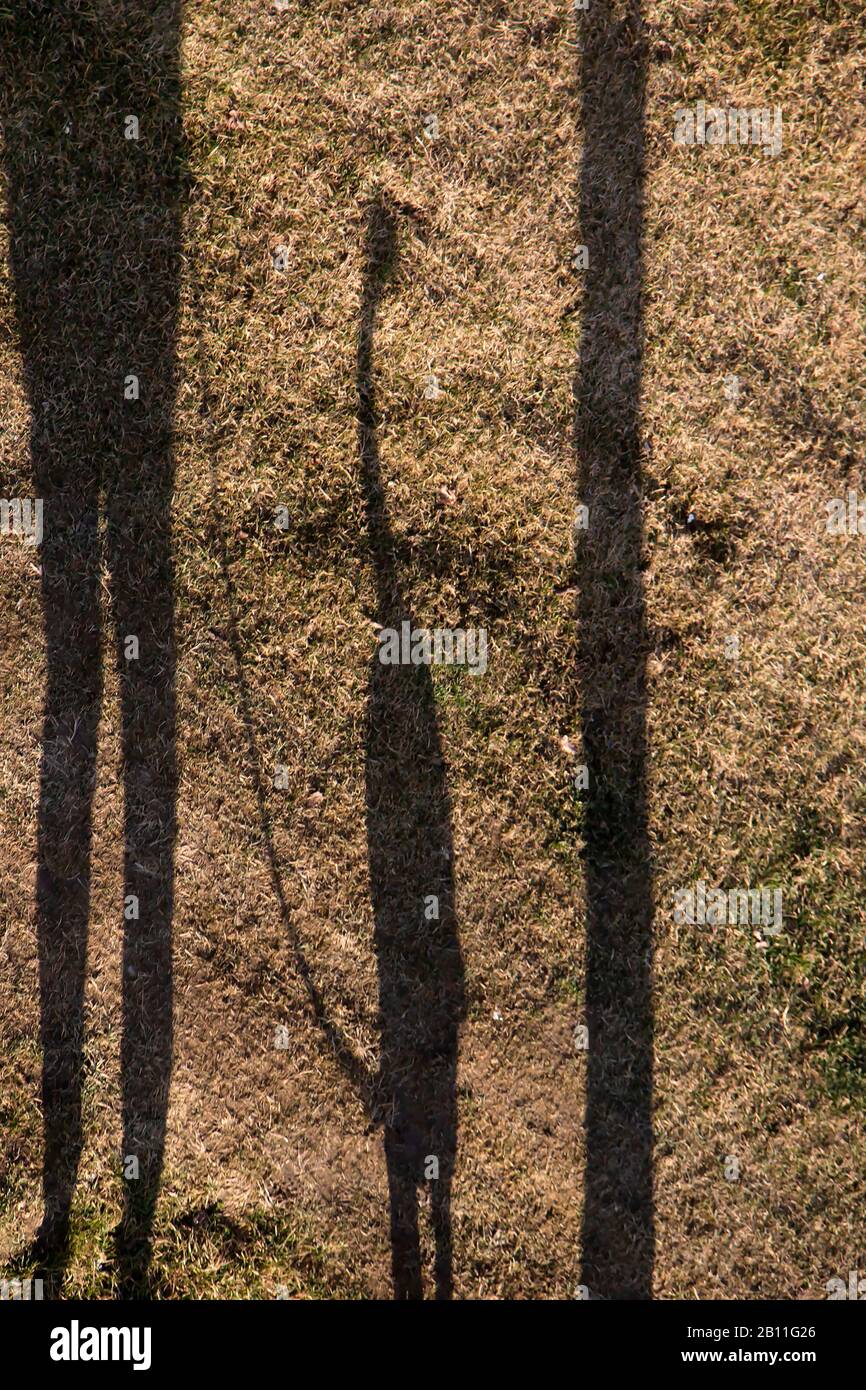 Verschwommene Schattensilhouette einer Person, die einen Hund an der Leine und einen Baum auf einem Trockenrasenfeld spaziert Stockfoto