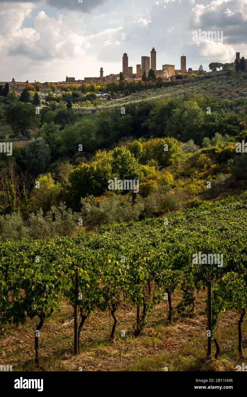 Blick über die Weinberge mit der Stadt San Gimignano, Toskana auf einem Hügel im Hintergrund Stockfoto