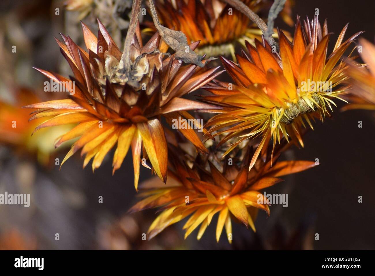 Strohblumen aus dem letzten Sommer Stockfoto