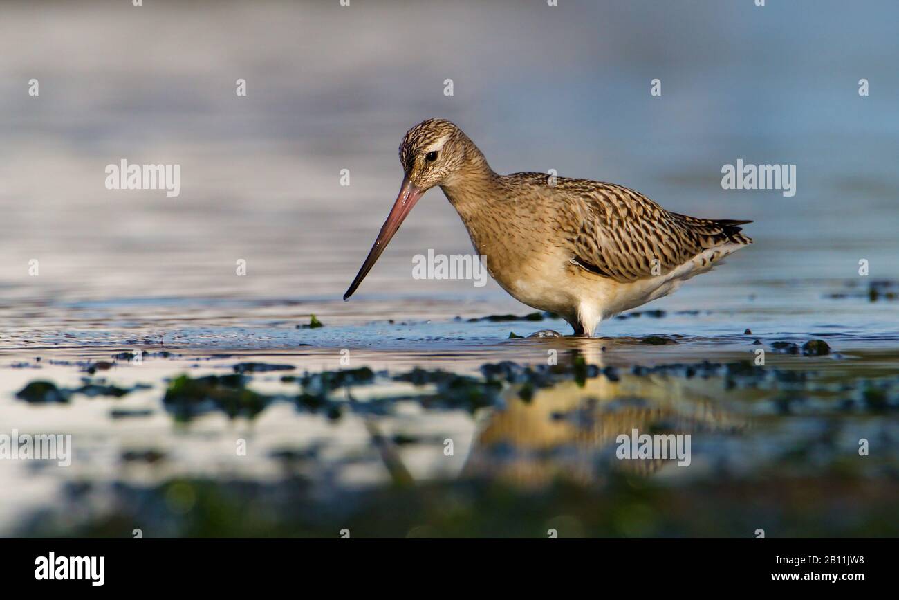 Bar Tailed Godwit, Limosa Lapponica, Fütterung An Der Shore Line. Aufgenommen bei Stanpit Marsh UK Stockfoto