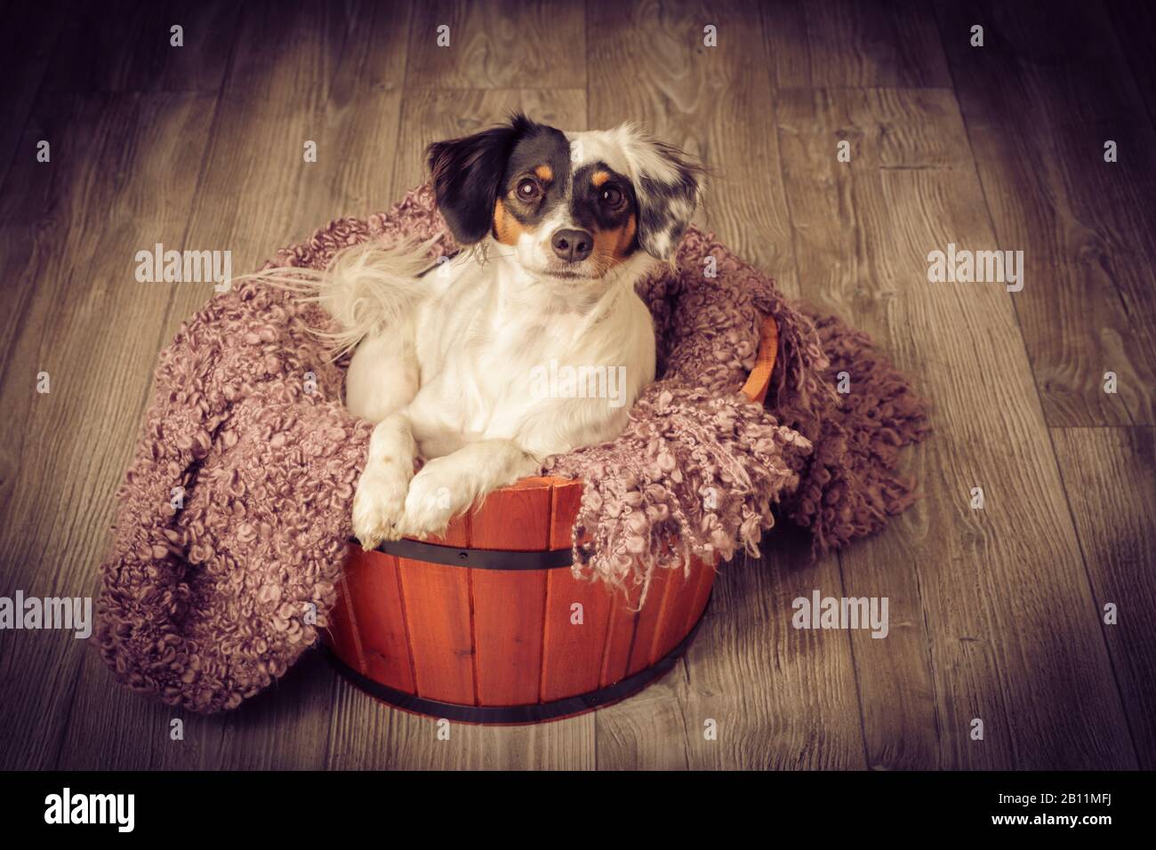 Kleiner Hund sitzt in einem Holzkübel Stockfoto