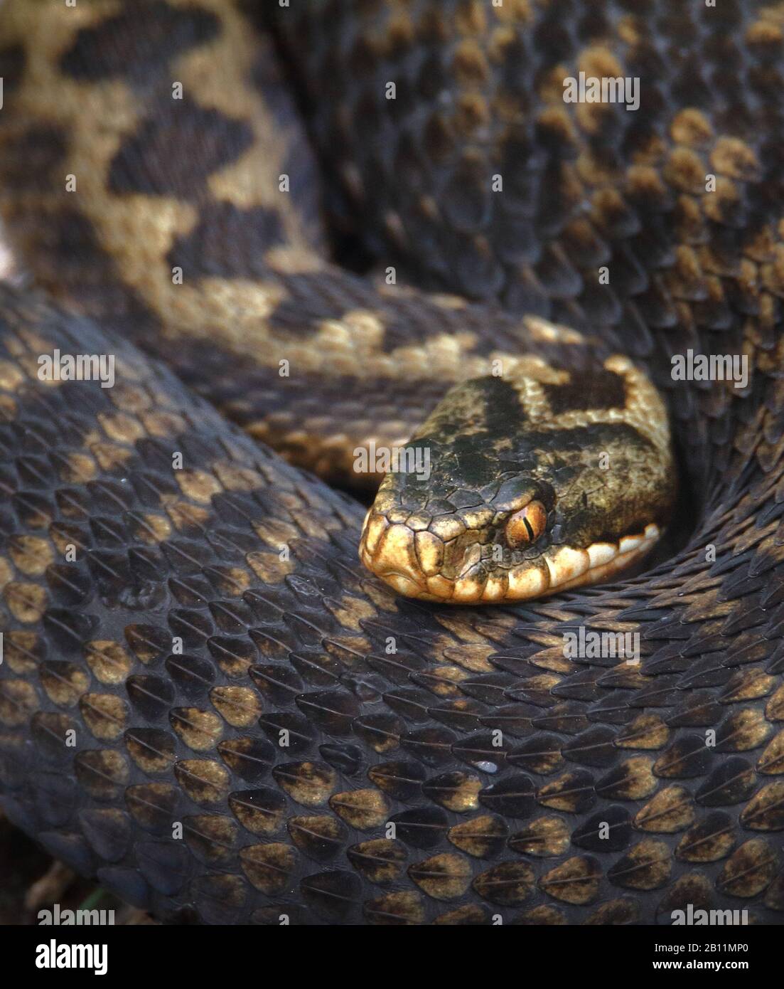 Gemeiner Adder, Vipera berus, aufgewickelt in der Sonne. UK Stockfoto
