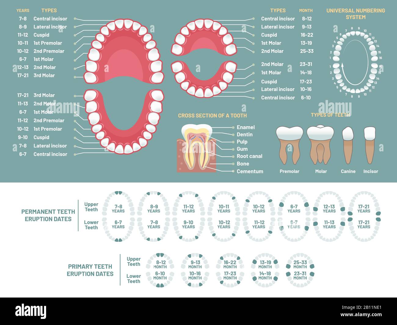 Diagramm der Zahnanatomie. Kieferorthopädische humane Zahnverlustdiagramm, Zahnschema und Kieferorthopädische medizinische Vektor-Infografik Stock Vektor