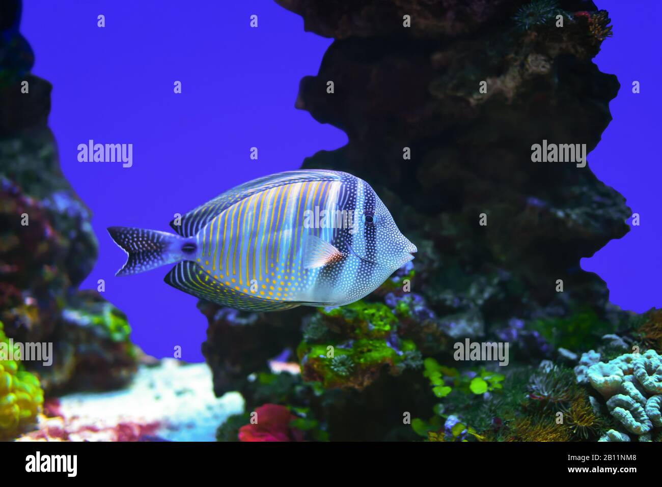 Sailfin tang Fisch köchelt auf steinernem Riffhintergrund. Stockfoto