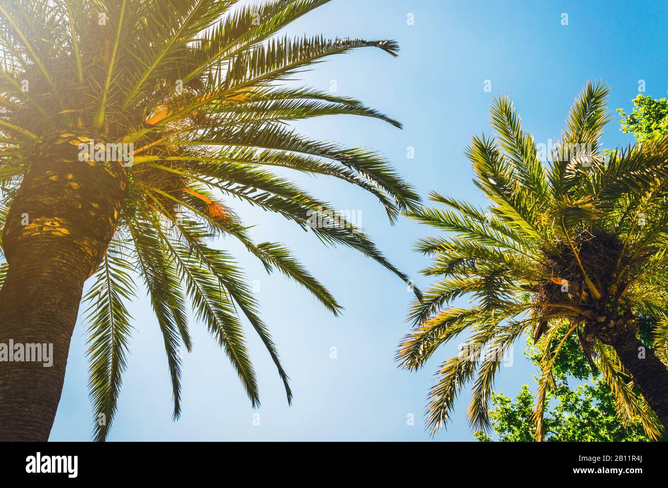 Blauer sonniger Himmel mit Palmen Stockfoto