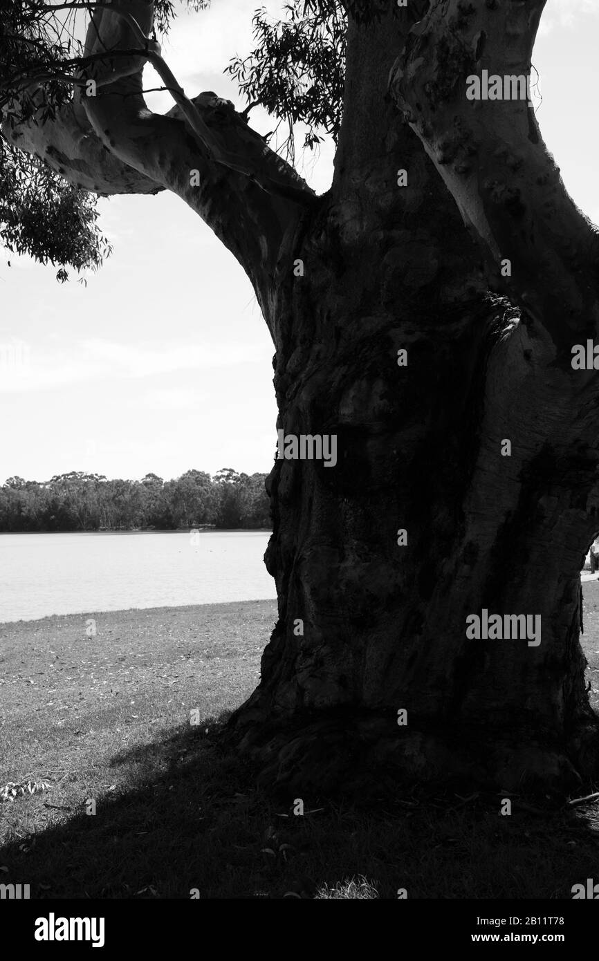 Schwarz-weißer Blick auf einen großen Eukalyptus-Baumstamm, der sich gegen den Lake Monger, ein Feuchtgebiet in der Nähe von Perth, Western Australia, befindet. Stockfoto