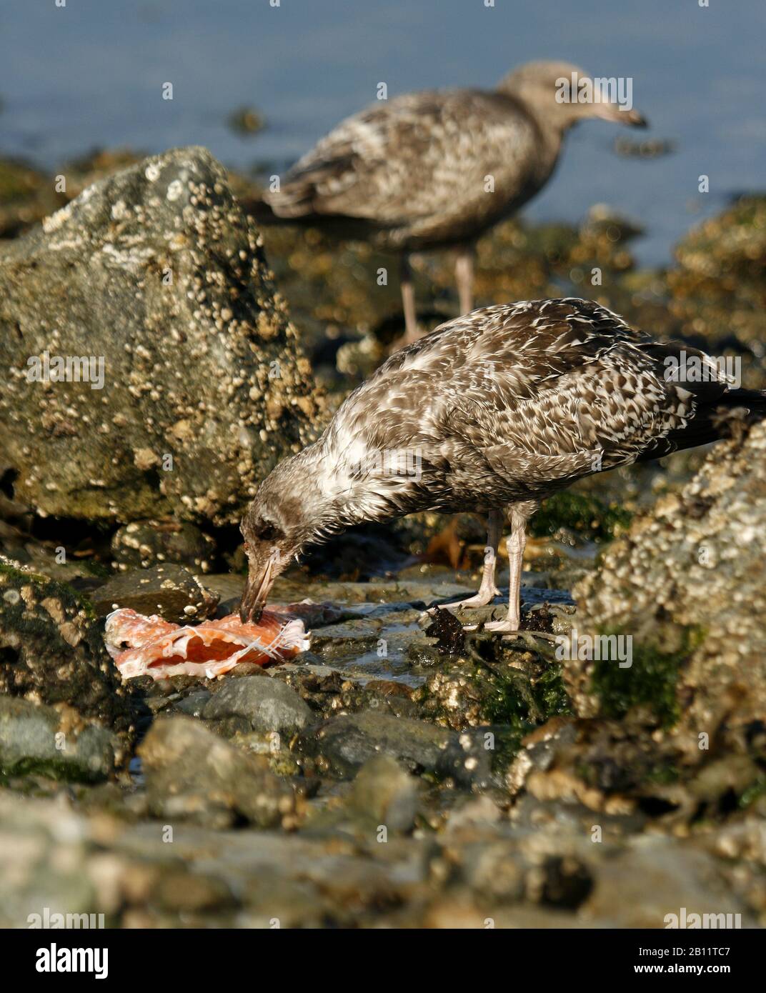 Juvenile Kalifornien Möve, Larus Californicus. Vancouver Island.  Britisch-Kolumbien. Kanada Stockfoto
