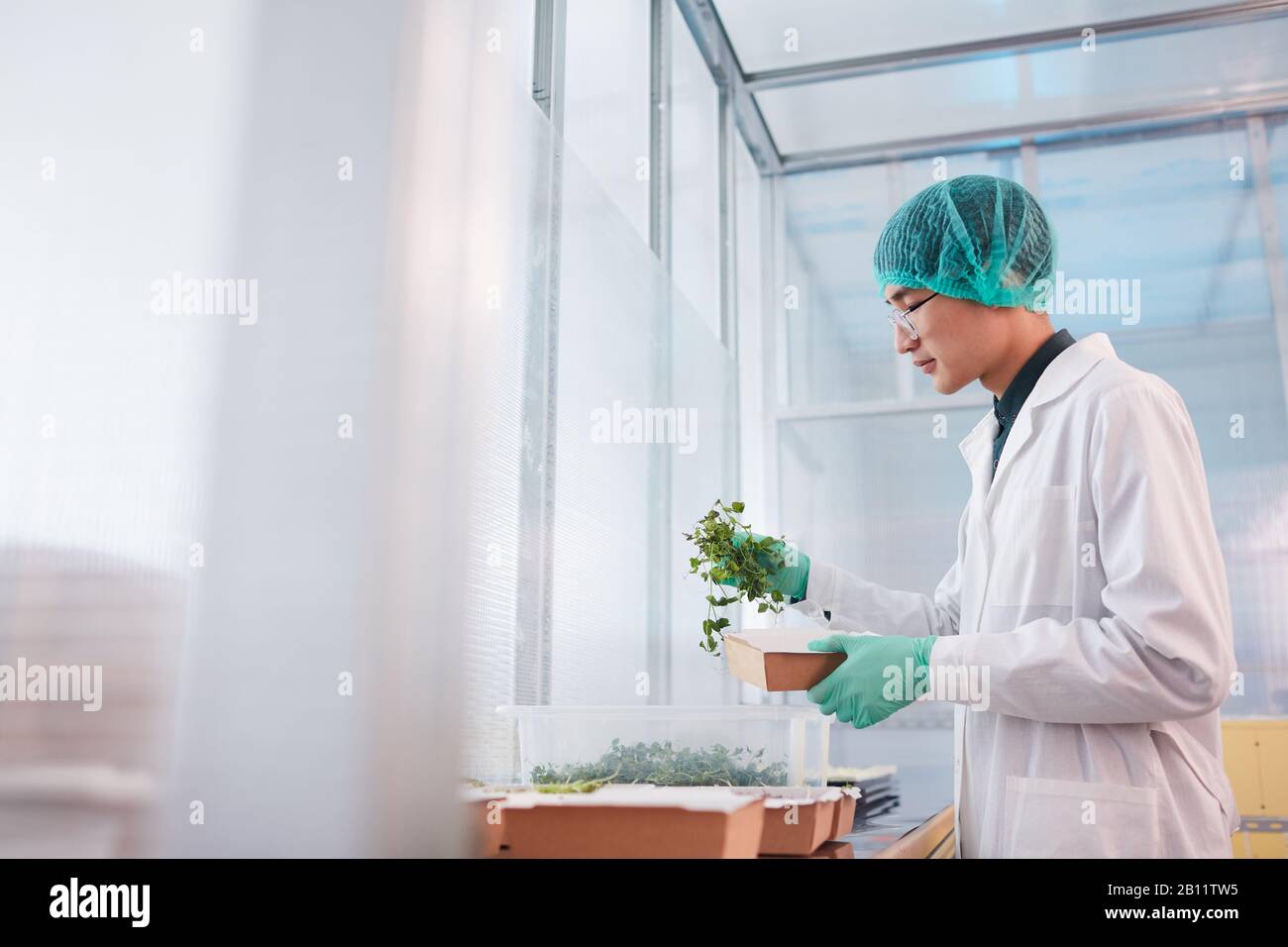 Asiatischer Bauer im weißen Mantel mit grünen, jungen Pflanzen im Labor macht er eine neue Art von Pflanzen Stockfoto