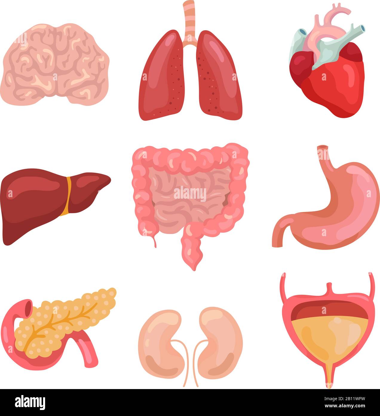 Cartoon menschliche Körperorgane. Gesunder Verdauungsapparat, Kreislaufstörungen. Organanatomiesymbole für den Vektorsatz für medizinische Diagramme Stock Vektor