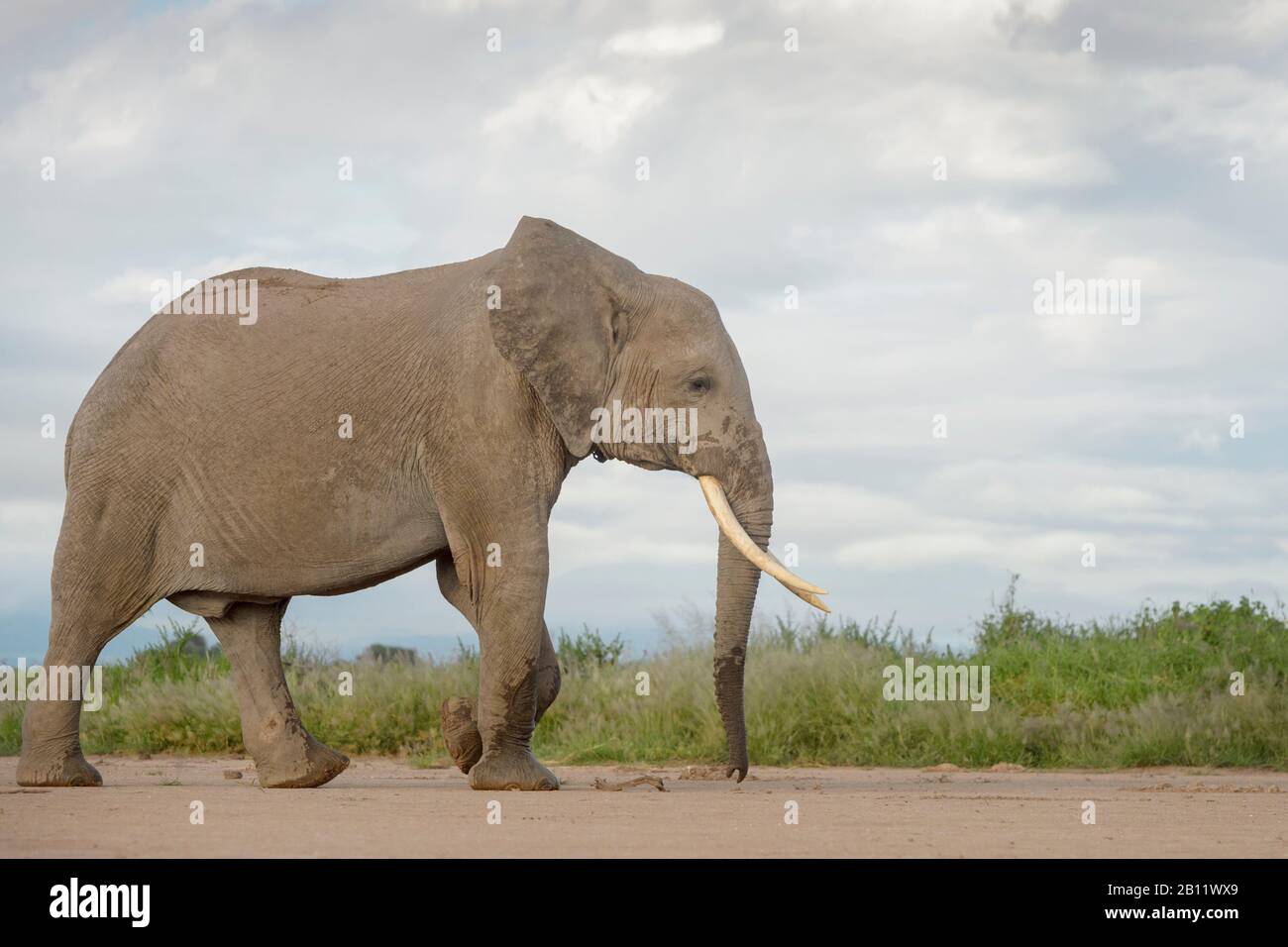 Afrikanischer Elefant (Loxodonta africana) zu Fuß auf der Savanne, Amboseli National Park, Kenia. Stockfoto