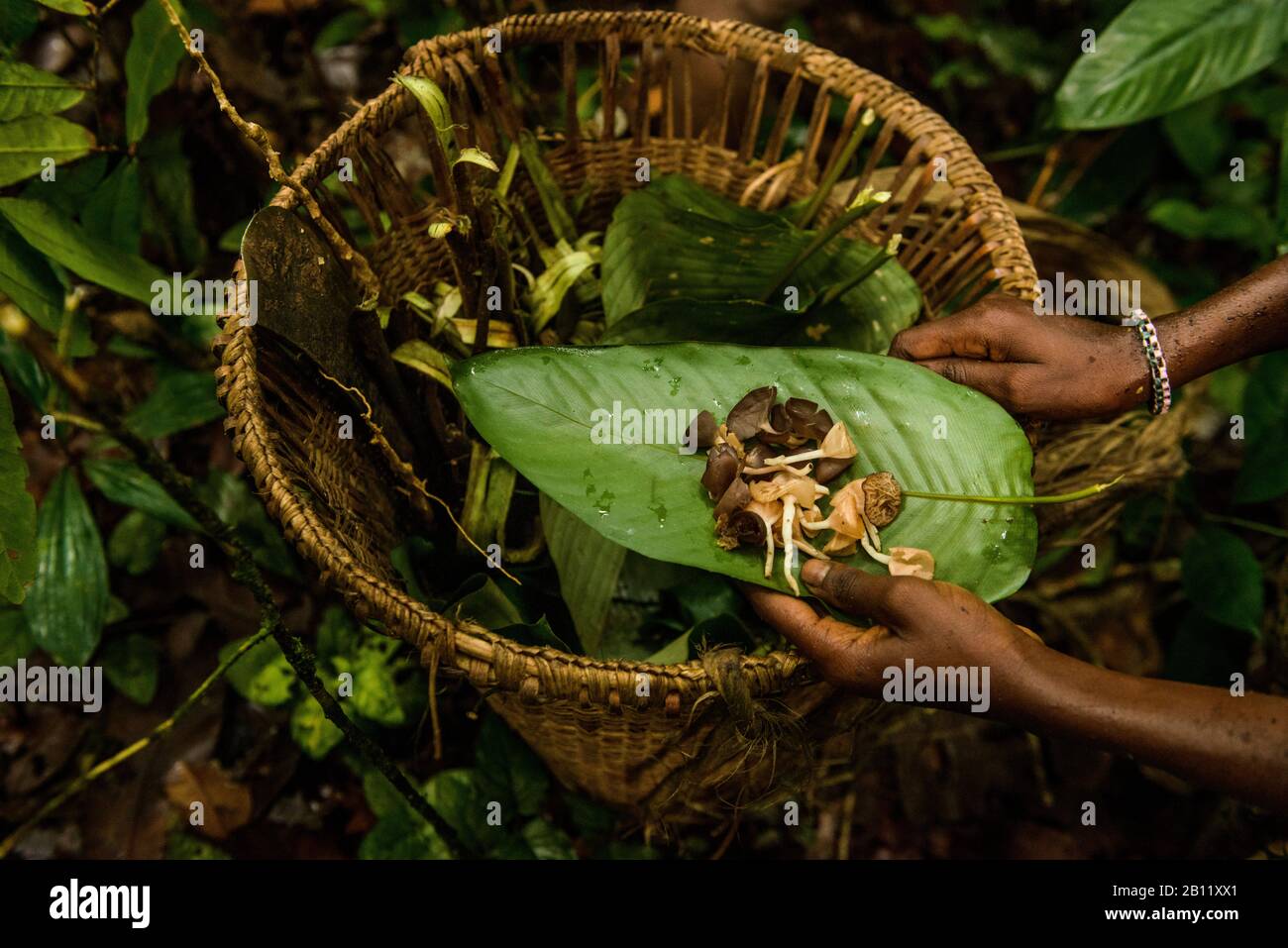 Das Leben der Bayaka Pygmäen im äquatorialen Regenwald, Zentralafrikanische Republik, Afrika Stockfoto