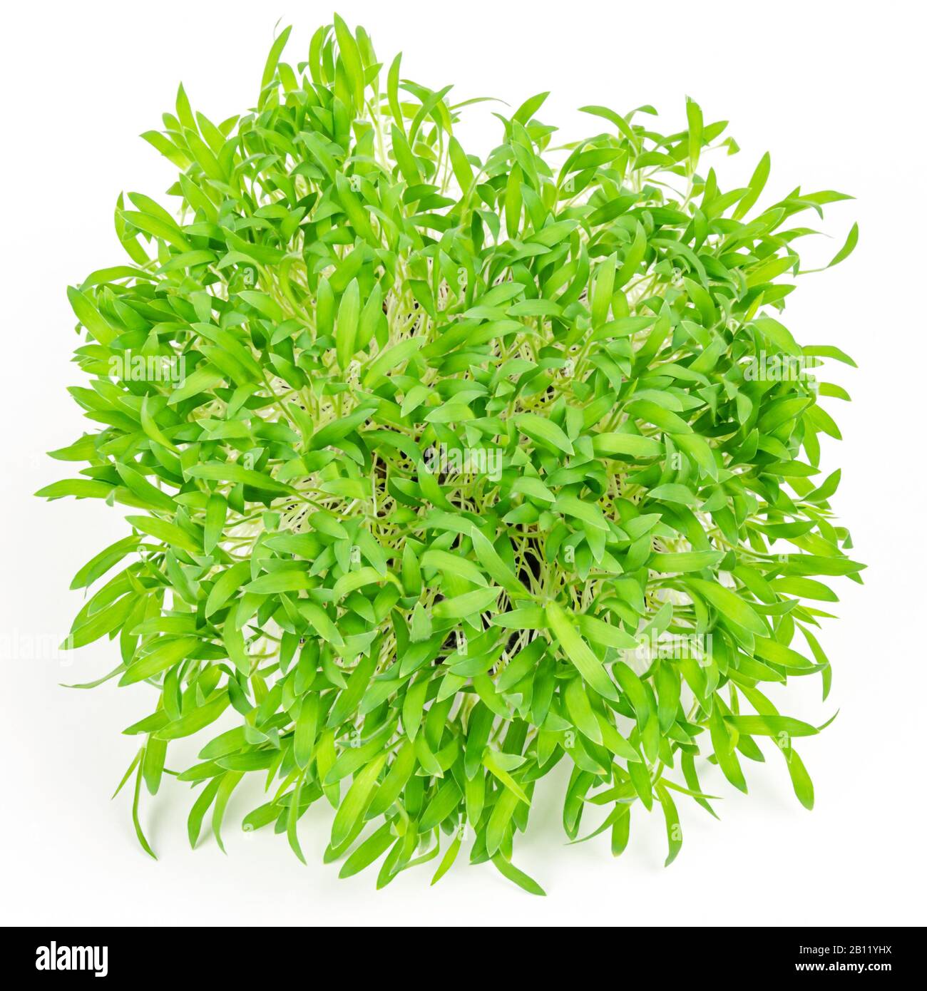Braune Hirse mikrogrün von oben, auf weißem Hintergrund. Triebe des Panicum miliaceum, auch Prosomillet genannt. Sprossen, grüne Sämlinge, junge Pflanzen Stockfoto