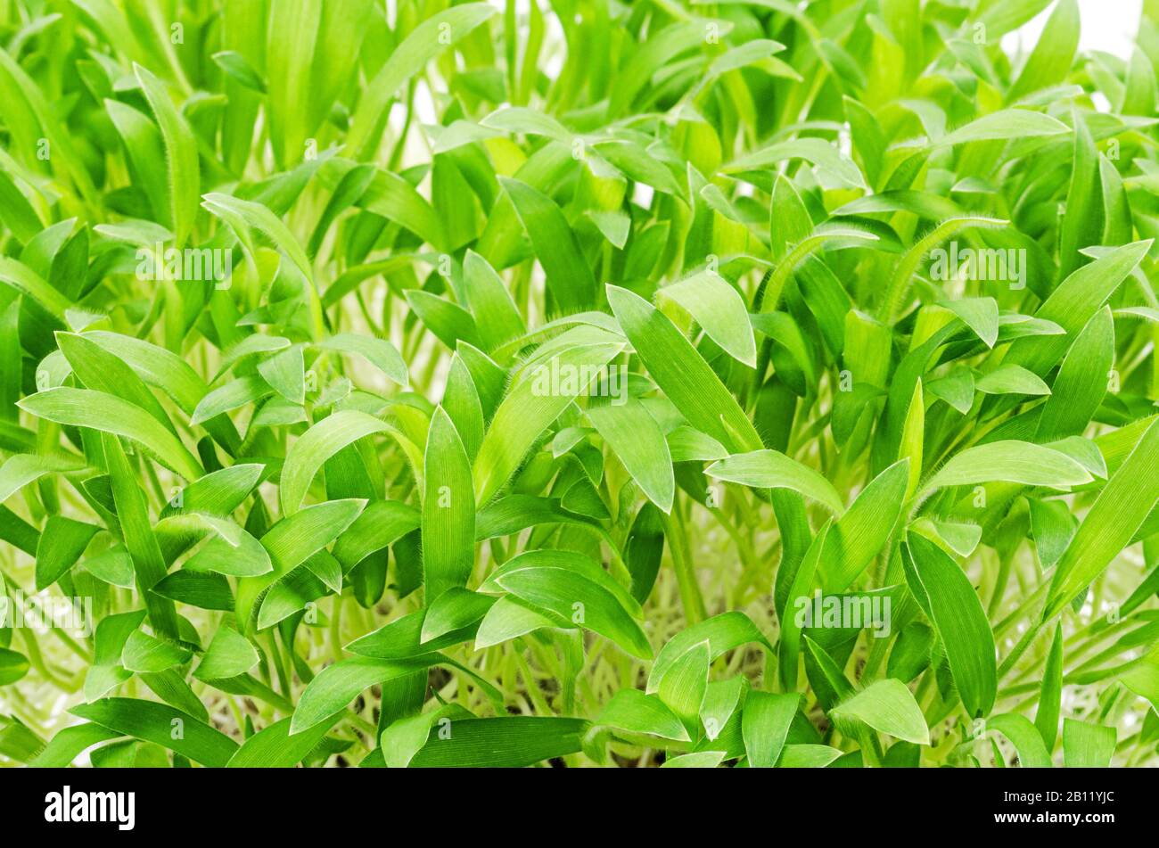 Braune Hirse mikrogrün, Vorderansicht. Triebe des Panicum miliaceum, auch Prosomillet genannt. Sprossen, grüne Sämlinge, junge Pflanzen und Keimblätter. Stockfoto