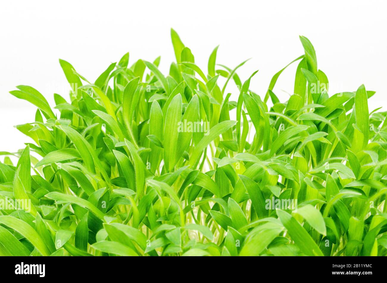 Braune Hirse mikrogrün, Nahaufnahme, Makrofood-Foto. Triebe des Panicum miliaceum, auch Prosomillet genannt. Sprossen, grüne Sämlinge, junge Pflanzen. Stockfoto
