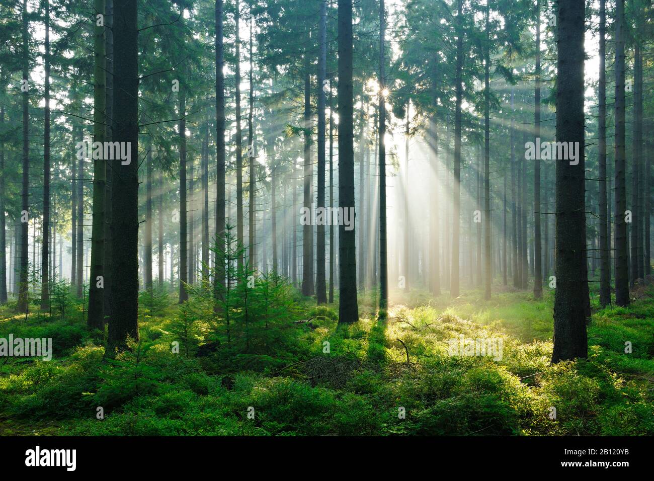 Sonnenstrahlen durchbrechen Morgennebel im Fichtenwald, Hürtgenwald, Naturpark Nordeifel, Naturpark hohes Venn-Eifel, Nordrhein-Westfalen, Deutschland Stockfoto