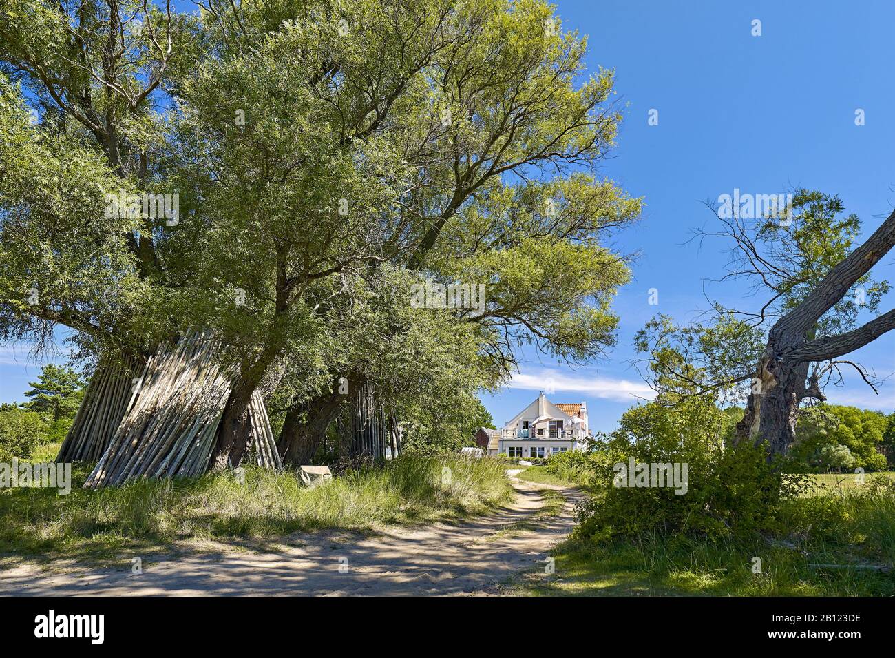 Bäume bei Warthe im Lieper Winkel auf Usedom, Mecklenburg-Vorpommern, Deutschland Stockfoto