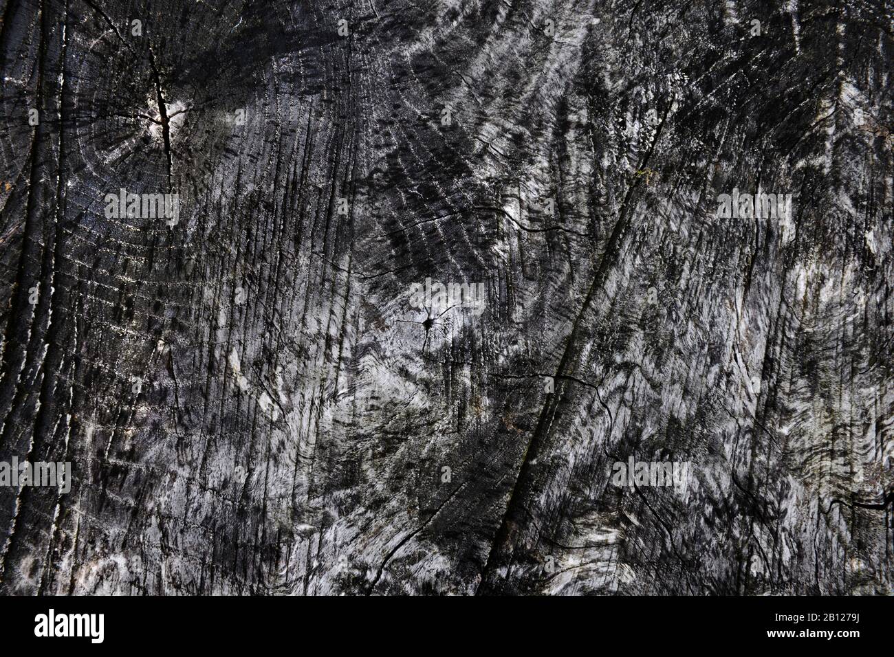 Nahaufnahme des Baumstammes; Wachstumsringe überlagert von geraden Linien, die von der Kette gemacht wurden, sahen, als der Baum gefällt wurde. Durch natürliche Verwitterung geschwärzt. Stockfoto