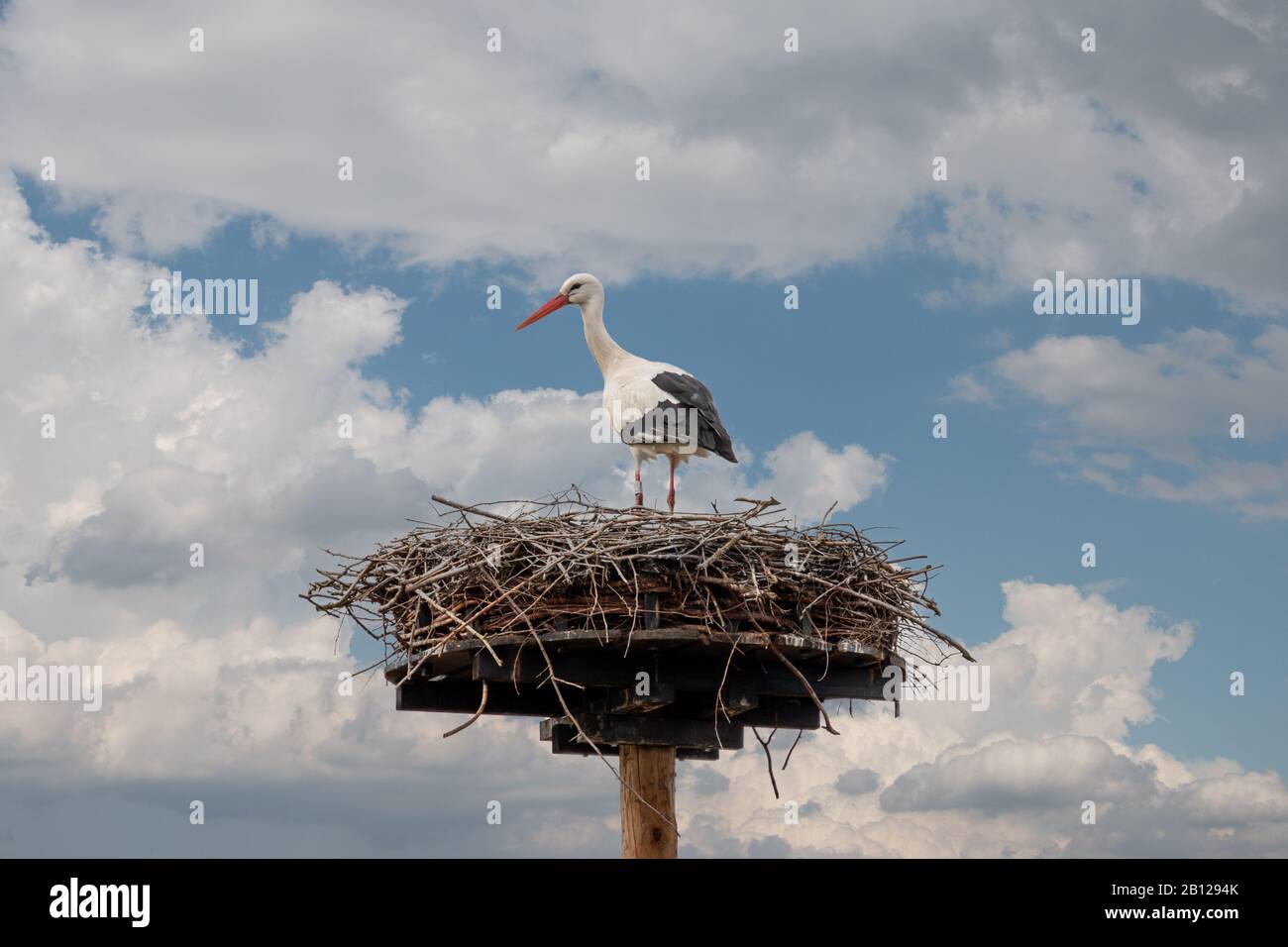 Ein Storch ist spät im Winter hoch im Gelege und wartet darauf, dass sein Partner im Frühjahr wieder mit dem Schlüpfen von Eiern beginnt, Foto in Fortmond am Ijs Stockfoto