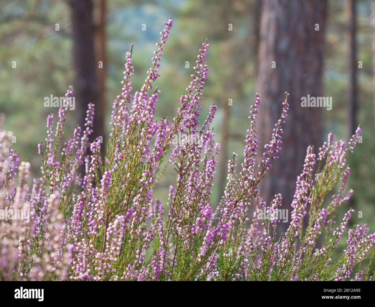 Nahaufnahme des blühenden Heidekrauts in einem Wald Stockfoto