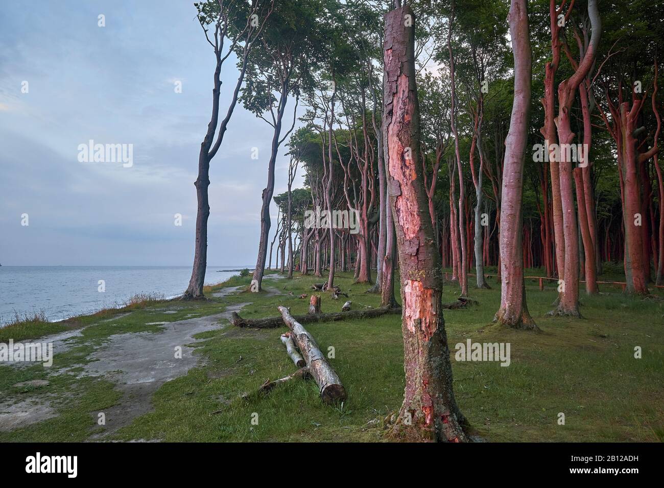 Gespensterwald Nienhagen mit Sonnenuntergang, Ostseebad Nienhagen, Mecklenburg-Vorpommern, Deutschland Stockfoto