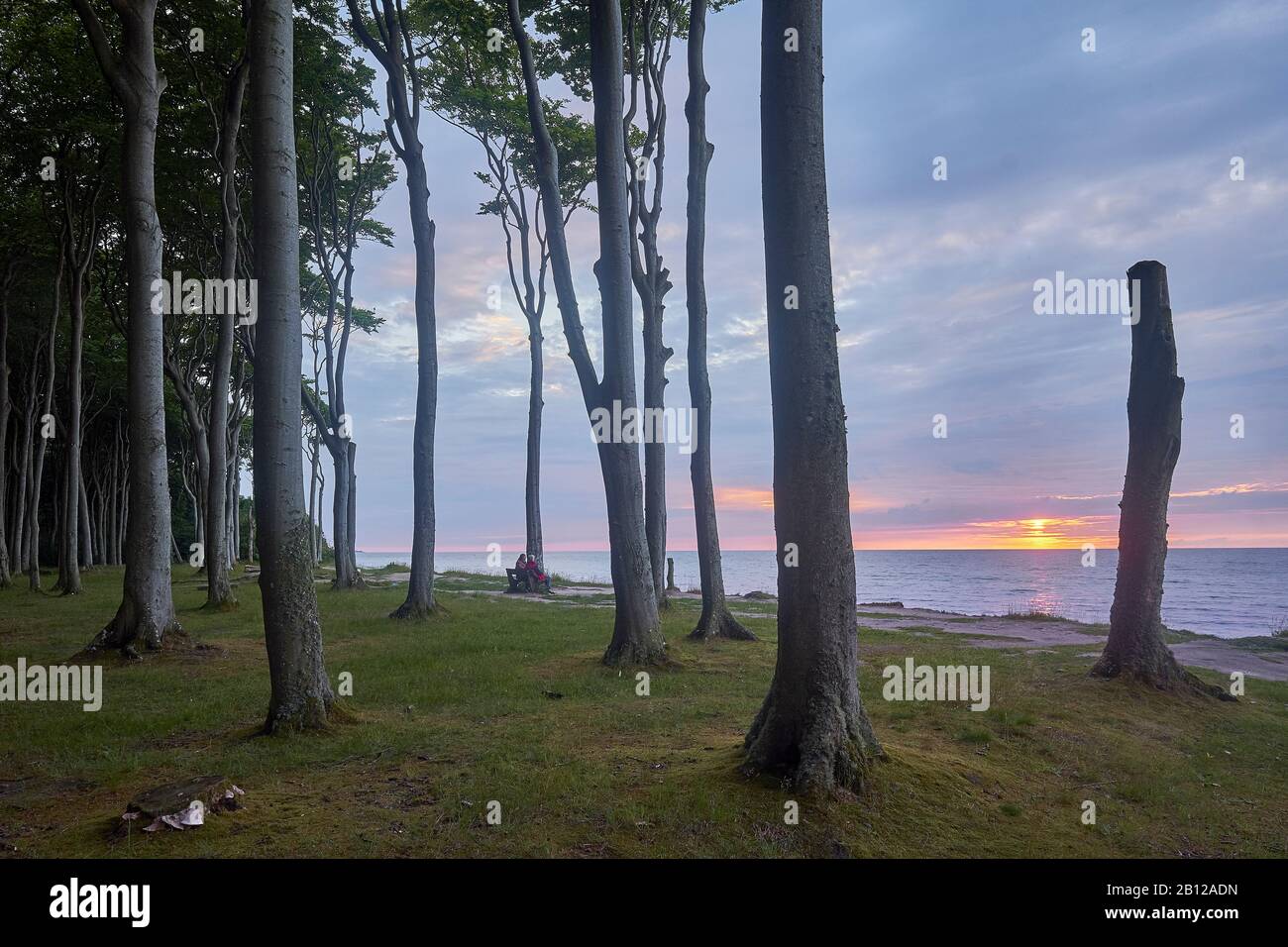 Gespensterwald Nienhagen mit Sonnenuntergang, Ostseebad Nienhagen, Mecklenburg-Vorpommern, Deutschland Stockfoto