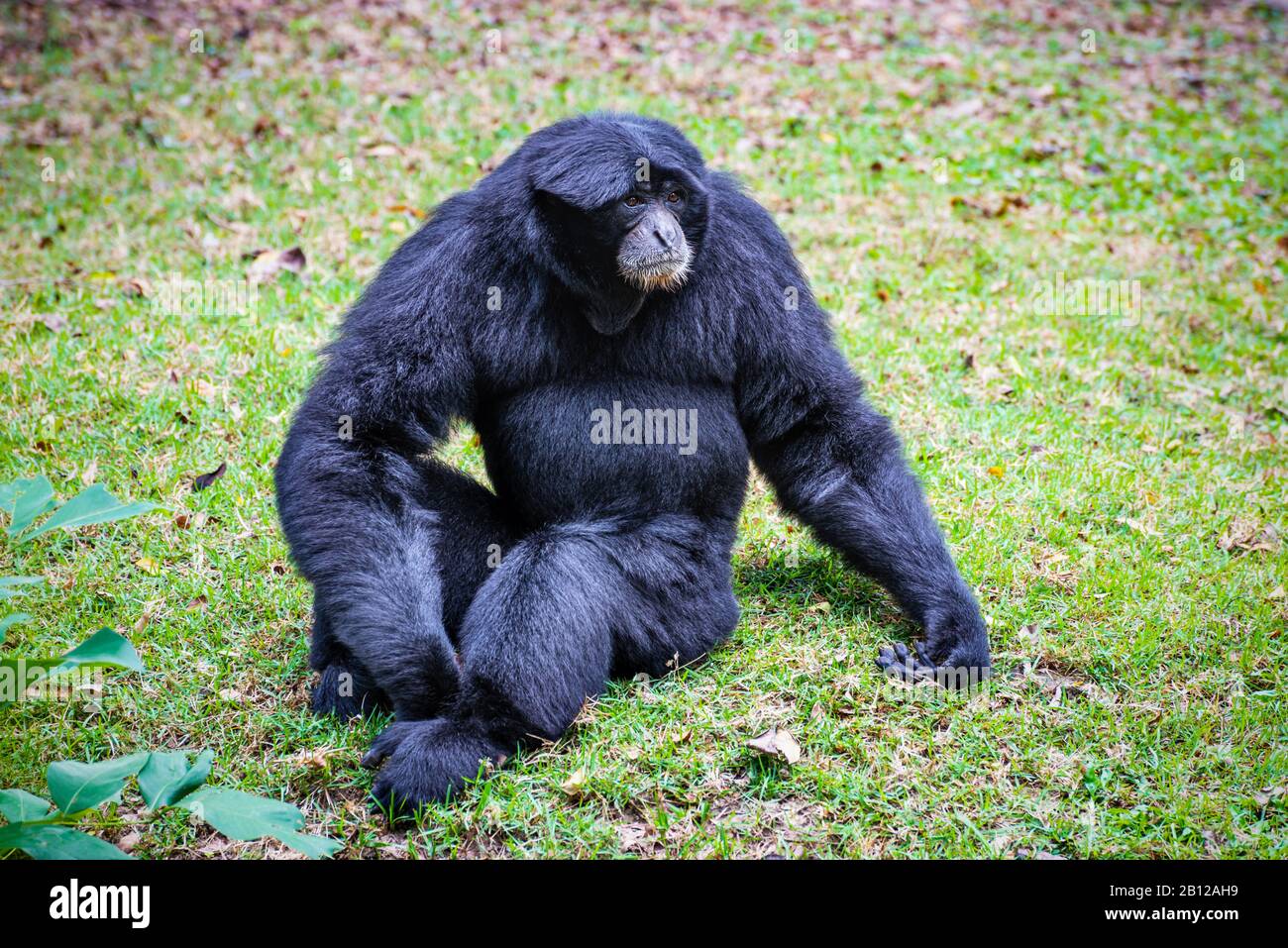 Tierwelt in der Natur Siamang Gibbon oder Symphalangus Syndactylus ist ein großes schwarzes Felltier auf dem Gras, Säugetier in der Familie Primate Stockfoto
