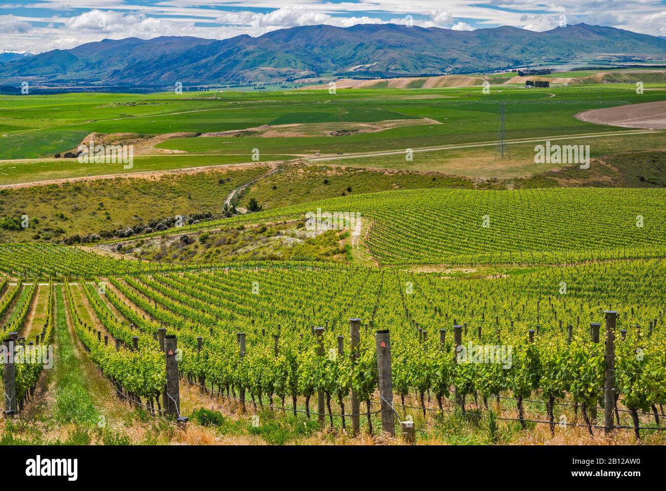 Weinberge im Gebiet von Central Otago, Clutha River Valley, Blick von der Bendigo Loop Road, Otago Region, South Island, Neuseeland Stockfoto