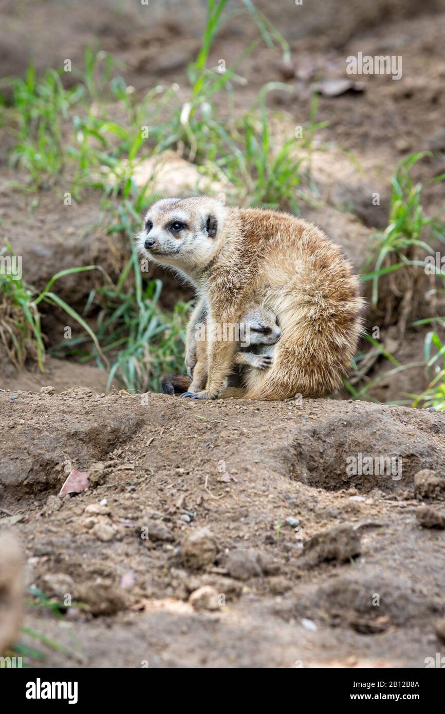 Porträt der Meerkatfrau, die ihr Baby mit verschwommenem Hintergrund versteckt Stockfoto