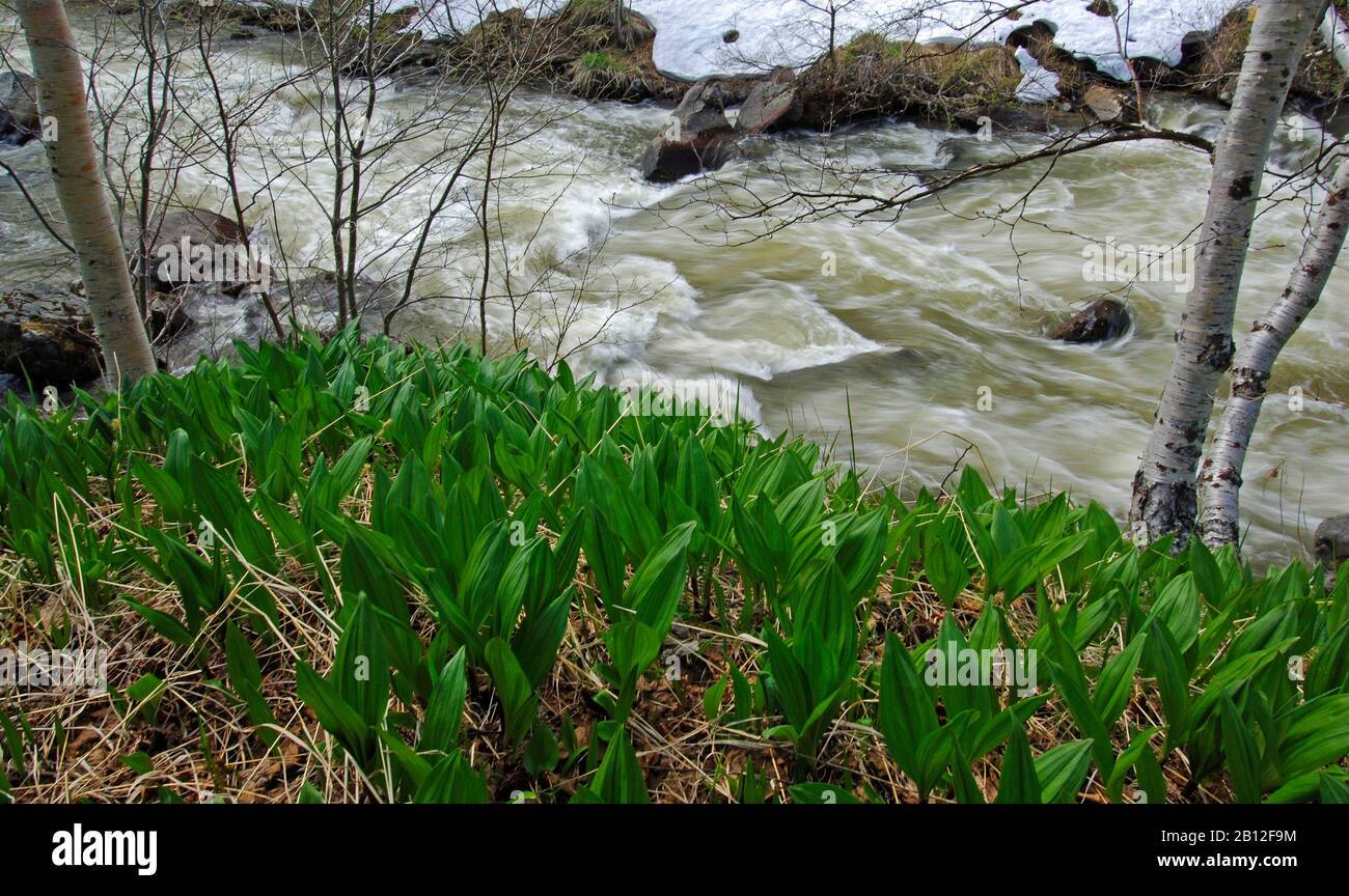 Faszinierende Natur von Kamtschatka Stockfoto
