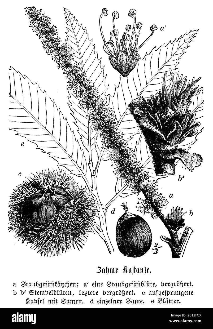 Süßkastanie, Castanea sativa, Esskastanie, châtaignier ou châtaignier commun, anonym (Botanik-Buch, 1880) Stockfoto