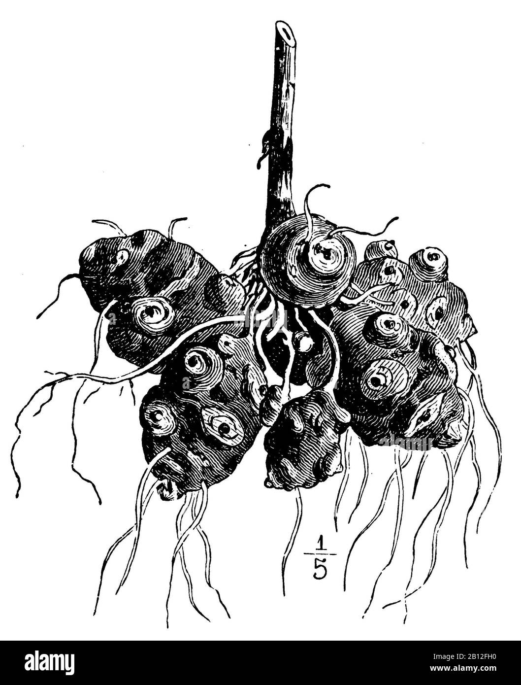 Jerusalem Artischocken, Helianthus tuberosus, Topinambur, Topinambour, anonym (Gartenbuch, 1911) Stockfoto