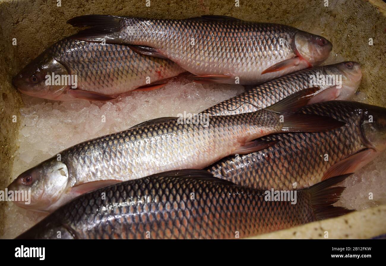 Frischer Rohu-Fisch (Labeo Rohita) auf einem indischen Markt Stockfoto