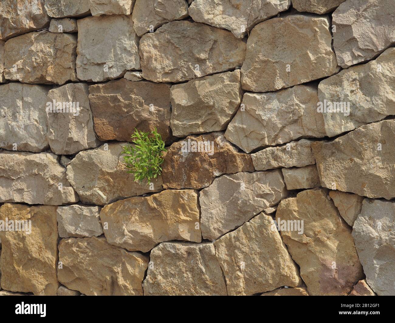Steinmauer mit Vegetation, die an der archäologischen Stätte der Antiken Zone, Thrakien, Griechenland wächst Stockfoto