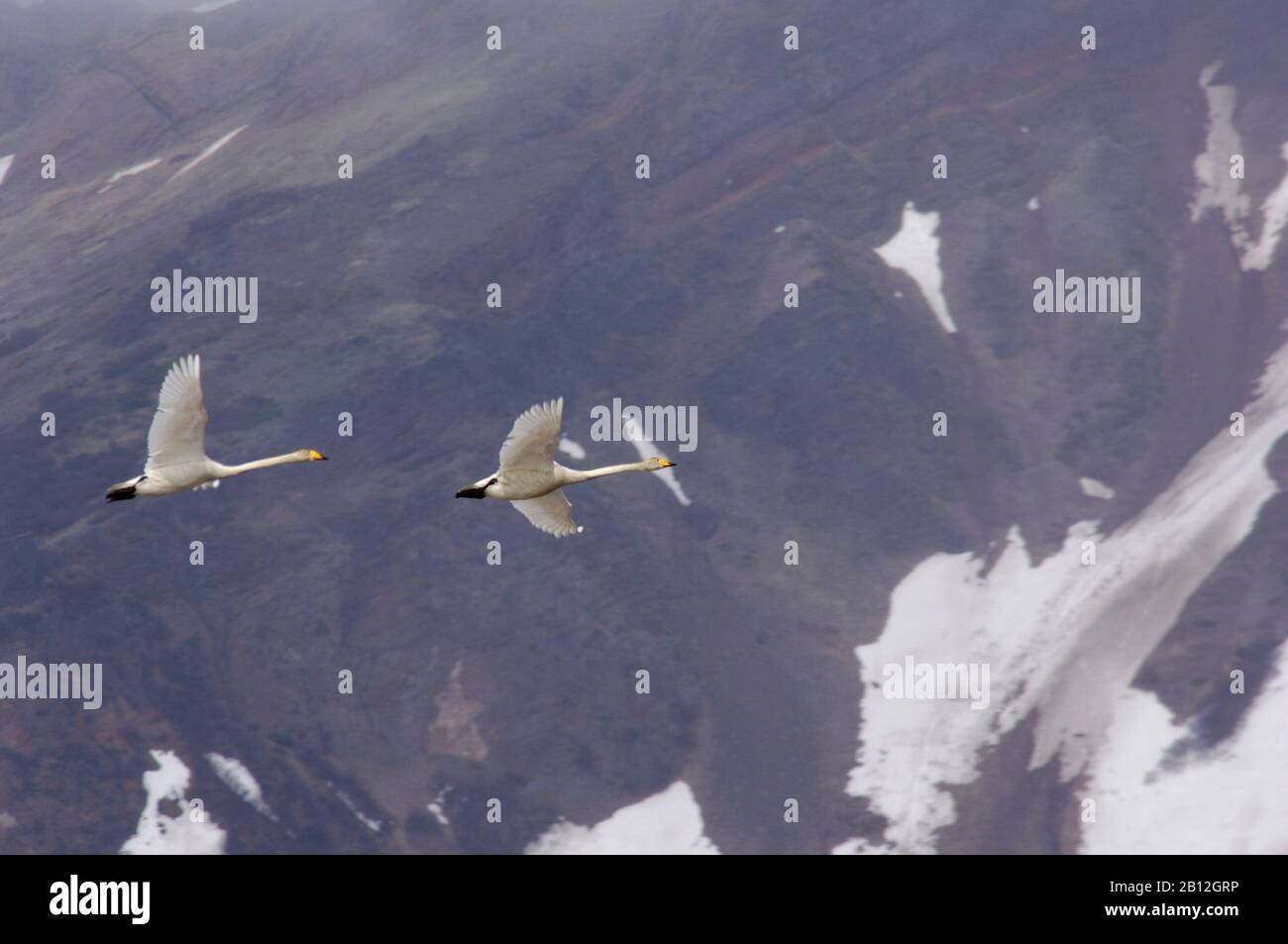 Faszinierende Natur von Kamtschatka Stockfoto
