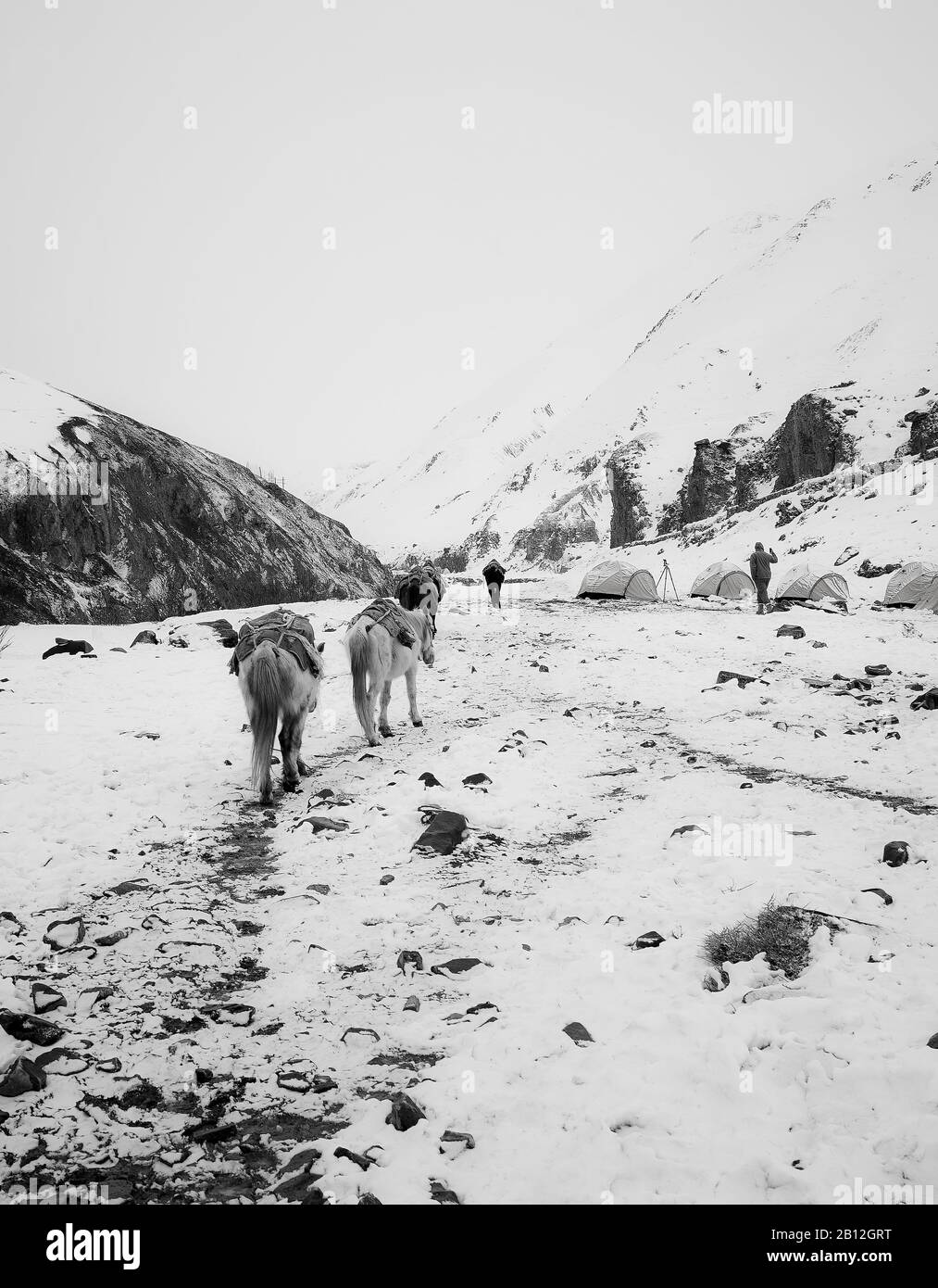 Camping Schneeleopardenexpedition. Rumbak-Tal. Nationalpark Hemis. Himalaya. Ladakh, Indien Stockfoto