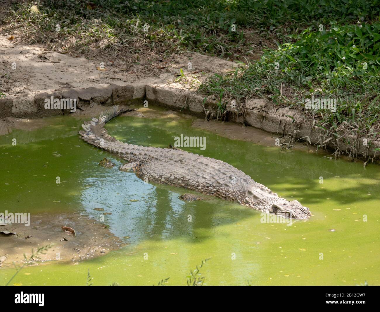 Krokodile essen Fotos und Bildmaterial in hoher Auflösung Alamy