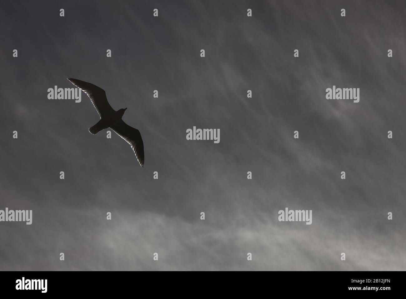 Möwe im Flug Stockfoto