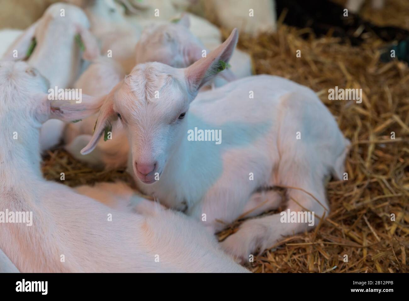 Die liebenswürdigsten und liebsten kleinen neugeborenen Baby-Lämmer, die nur eine Vew Tage alt sind. Ithey spielen als Gruppe in der Schaffarm zusammen Stockfoto