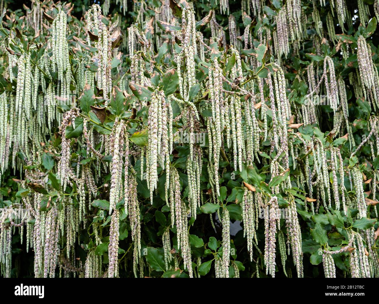 Garrya Elliptica oder Silk Tassel Bush Ende Februar zeigen lange hängende Katkin wie Racemes, die den Wintergarten schmücken - Großbritannien Stockfoto
