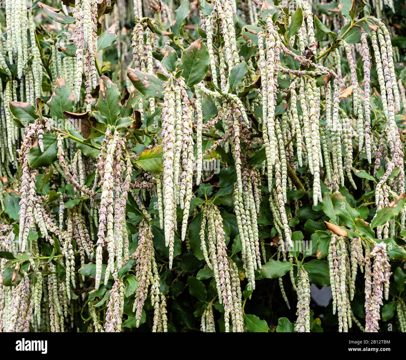 Garrya Elliptica oder Silk Tassel Bush Ende Februar zeigen lange hängende Katkin wie Racemes, die den Wintergarten schmücken - Großbritannien Stockfoto