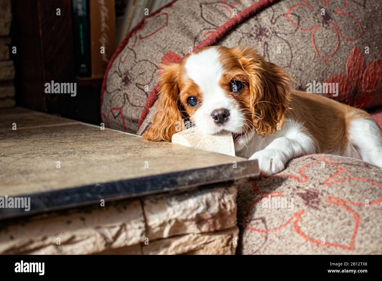 Ein kleiner Welpe, ein Cavalier King Charles Spaniel mit Blenheimer Färbung, liegt in einem Hundebett und kaut auf einem sauberen Suppenvorratsknochen. Stockfoto