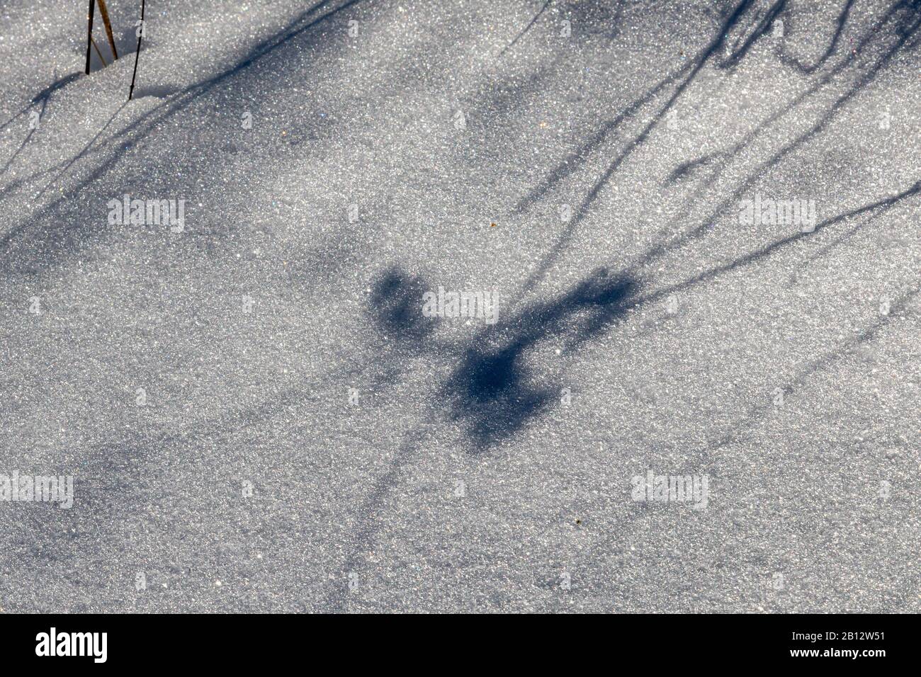 Der Schatten der krautigen Pflanzen und ihrer Blätter wird im Winter auf die Oberfläche des Schnees auf dem Boden geworfen. Stockfoto